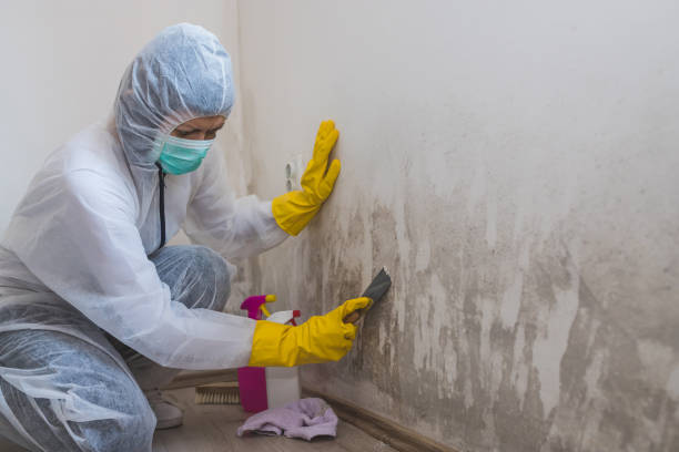 Best Asbestos and Lead Testing During Mold Inspection  in Volo, IL